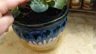 Growing Cyclamen by seed