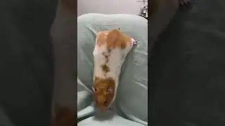Discovered a new way to play, the little piglet is really obedientRat-Raising Daily SharingCute Pe
