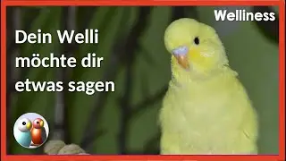 Sprechen Wellensittiche mit uns?