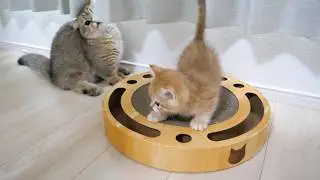 Cute kittens come one by one to play with the toys...