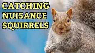 How to Trap Nuisance Squirrels Using the Squirrelinator | Best Live Trap for Problem Squirrels ￼