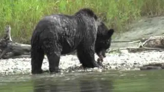 Grizzly Bear Safaris in Bella Coola, British Columbia