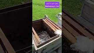 #Beekeeping #Iran #bee #lorestan #fall #water #waterfall #travel #nature #funny
