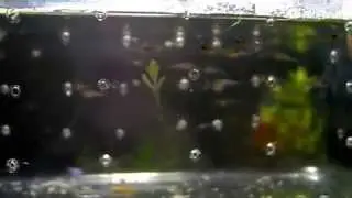 Avanotti appena nati!!! - Guppy