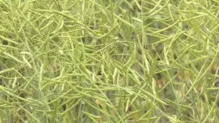 AgweekTV: Growing Canola in South Dakota