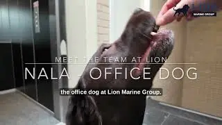 🐾 Meet the team at Lion - Nala our office dog 🐾
