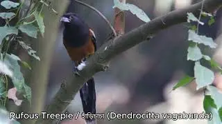 Rufous Treepie / হাঁড়িচাচা (Dendrocitta vagabunda)