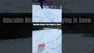 Bichon Frise Playing in the Snow ❄️ Bella Bichon in Pink Outfit & Boots 🐶💗
