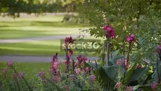 Canna Lily Plant With Flowers, Palace Park, Oslo, Norway