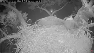 KNF Kisatchie Nest Cam E-3 ~ Andria Has A Seizure & Falls From Her Nest! Help Is On The Way! 12.8.23