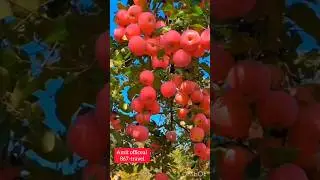 beautiful sweet fruit 🍓🍑enjoy!#apple #sweet #naturebeauty#redapple #travelindia #farming #shortvideo