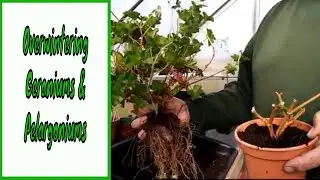 Overwintering Geraniums and Pelargoniums