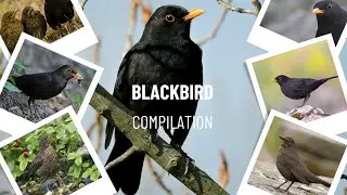 Common blackbird (Turdus merula) WILDLIFE COMPILATION