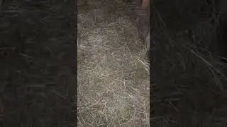 Dog house #2 - Hay bed