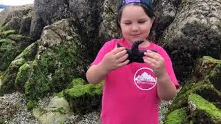 LIFE IN A TIDE POOL - WITH LINK TO TEACHING RESOURCES