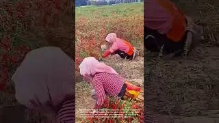 Harvesting Chili Peppers: A Day in the Chili Field