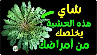 شاي هذه العشبة يقوي البصر يحمي الكبد ينظم الضغط والكوليسترول يغسل الكلى ويدر البول ويمنع الالتهابات