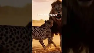 Lion vs cheetah #style