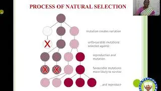 Modern Synthetic Theory of Evaluation by Dr.V.Subhashini, Head, Department of Zoology