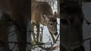 ''UNICORN'' the Whitetailed buck! (30)     #deer #venados #whitetaildeer #bigbucks #ciervo