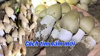 Cách tìm nấm mối thiên nhiên chi tiết nhất - Sỉ vlog