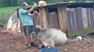 NOSSA VACA PRECISOU DE AJUDA MAS DEU TUDO CERTO