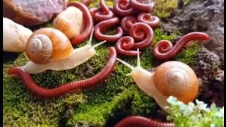 The Secret Life of the Forest Floor: Millipedes & Snails #oddlysatisfying #educational