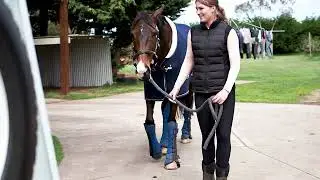 Equine Eye wireless horse camera