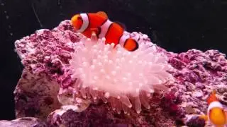 Mated pair of true percula and a bubble anemone
