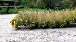 Imperial Moth Caterpillar