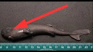 SMALLEST Sea Creatures
