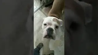 Doggy Socialization Days