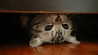 Maternal Instincts animals trained well funny compilation 😘😍😜