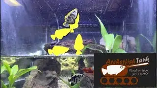 Highest Archerfish Jump Ever