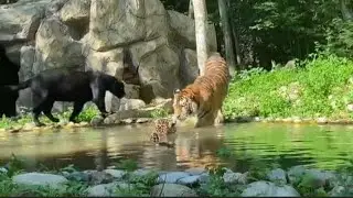 lion and tiger playing waterfall# wildlife explorers