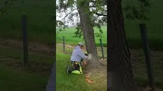 Felling a Hazardous Tree with a Reipal Tree Jack Part 1