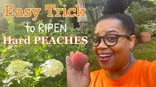 Easy Trick to Ripen Hard Peaches | Zone 7a | OCDish Chick #peaches #fruittrees #backyardgarden