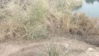 Mast Chak | BRB Canal | Bedian Canal |