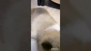 #АкитаИну щенки отдыхают