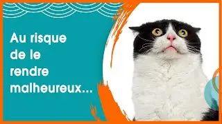 Adopter un chat adulte : 5 erreurs &agrave; &eacute;viter