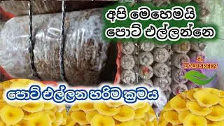 The best way to hang pots / පොට් එල්ලන හරිම ක්&zwj;රමය /mushroom cultivation/bimmal wagawa/sl evergreen