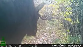 Trail cam - camp de chasse - Octobre 2024
