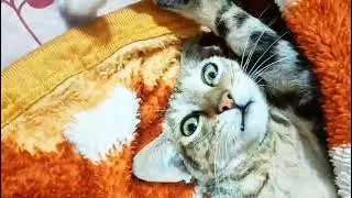 My cat : I can't sleep without snoring 😂