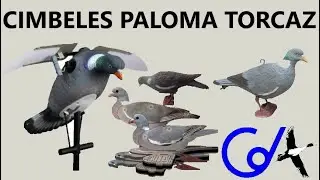 CIMBELES DE PALOMA TORCAZ