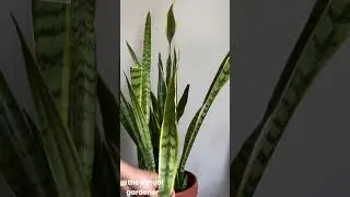 fast growing houseplants you&rsquo;ll love! ⚡🌱
