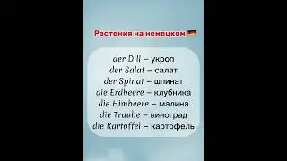 Растения на немецком 🇩🇪 #shorts
