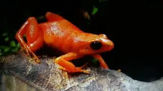 Ropucha zlat&aacute; (Bufo periglenes)