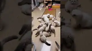 it's cats house you are a renter || Aw Pets