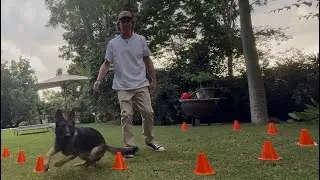 Koda 8 month old Sable German shepherd.   Scent games. 