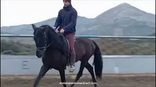 Negrito Yedra 20260116 www.andalusianhorsedirect.com